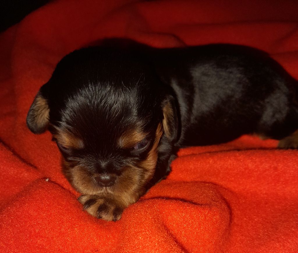 Du tison d'argence - Chiot disponible  - Cavalier King Charles Spaniel