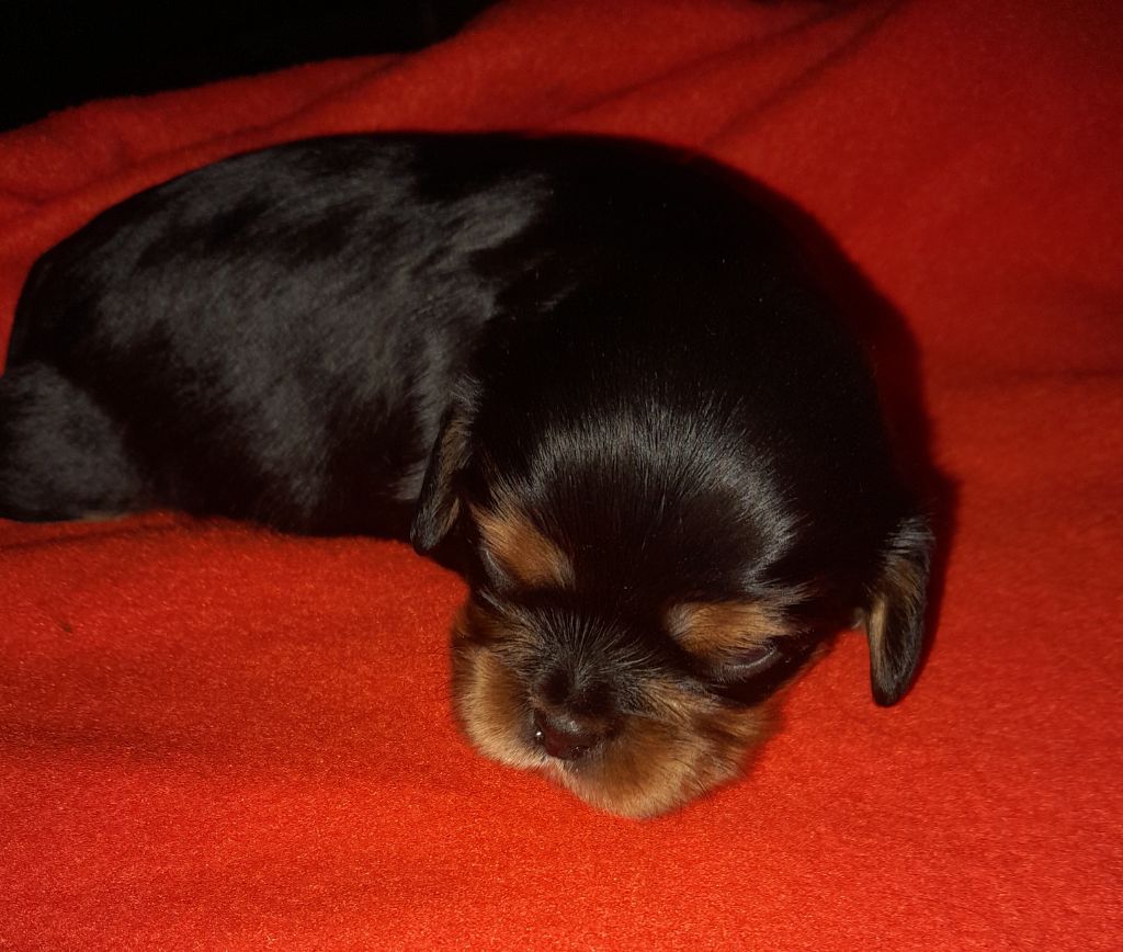 Du tison d'argence - Chiot disponible  - Cavalier King Charles Spaniel