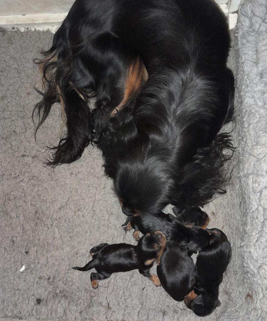 chiot Cavalier King Charles Spaniel Du tison d'argence