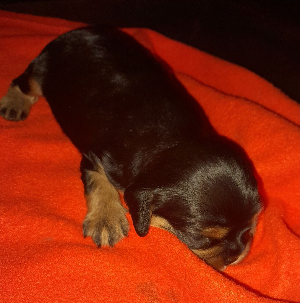 Du tison d'argence - Chiot disponible  - Cavalier King Charles Spaniel