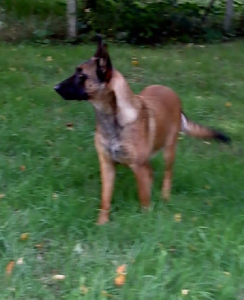 Elfie  Du tison d'argence