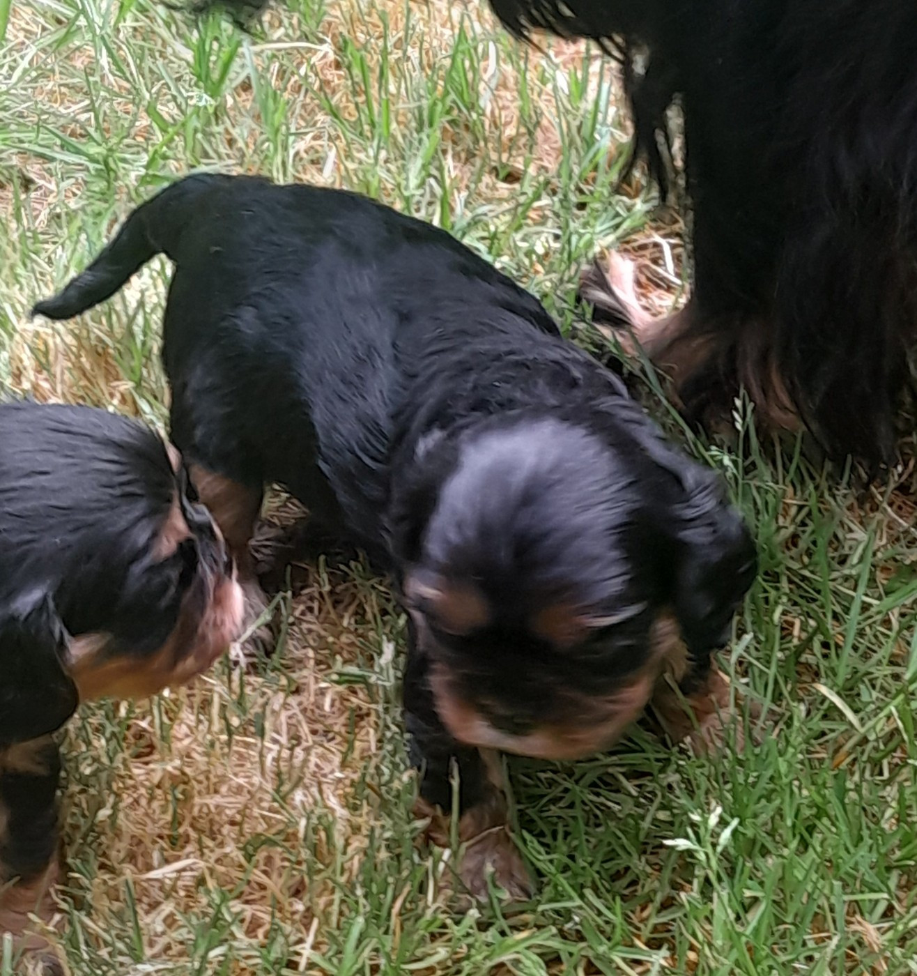 Du tison d'argence - Chiots disponibles - Cavalier King Charles Spaniel