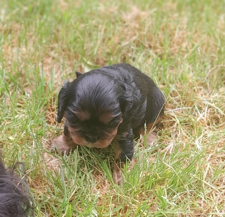 Du tison d'argence - Chiots disponibles - Cavalier King Charles Spaniel