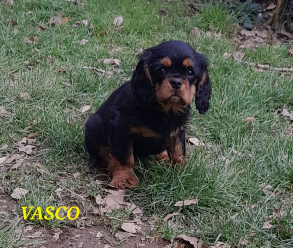 Du tison d'argence - Chiots disponibles - Cavalier King Charles Spaniel