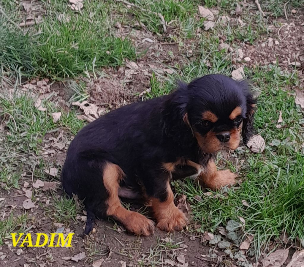 Du tison d'argence - Chiots disponibles - Cavalier King Charles Spaniel